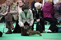 Crufts2011_2 1289